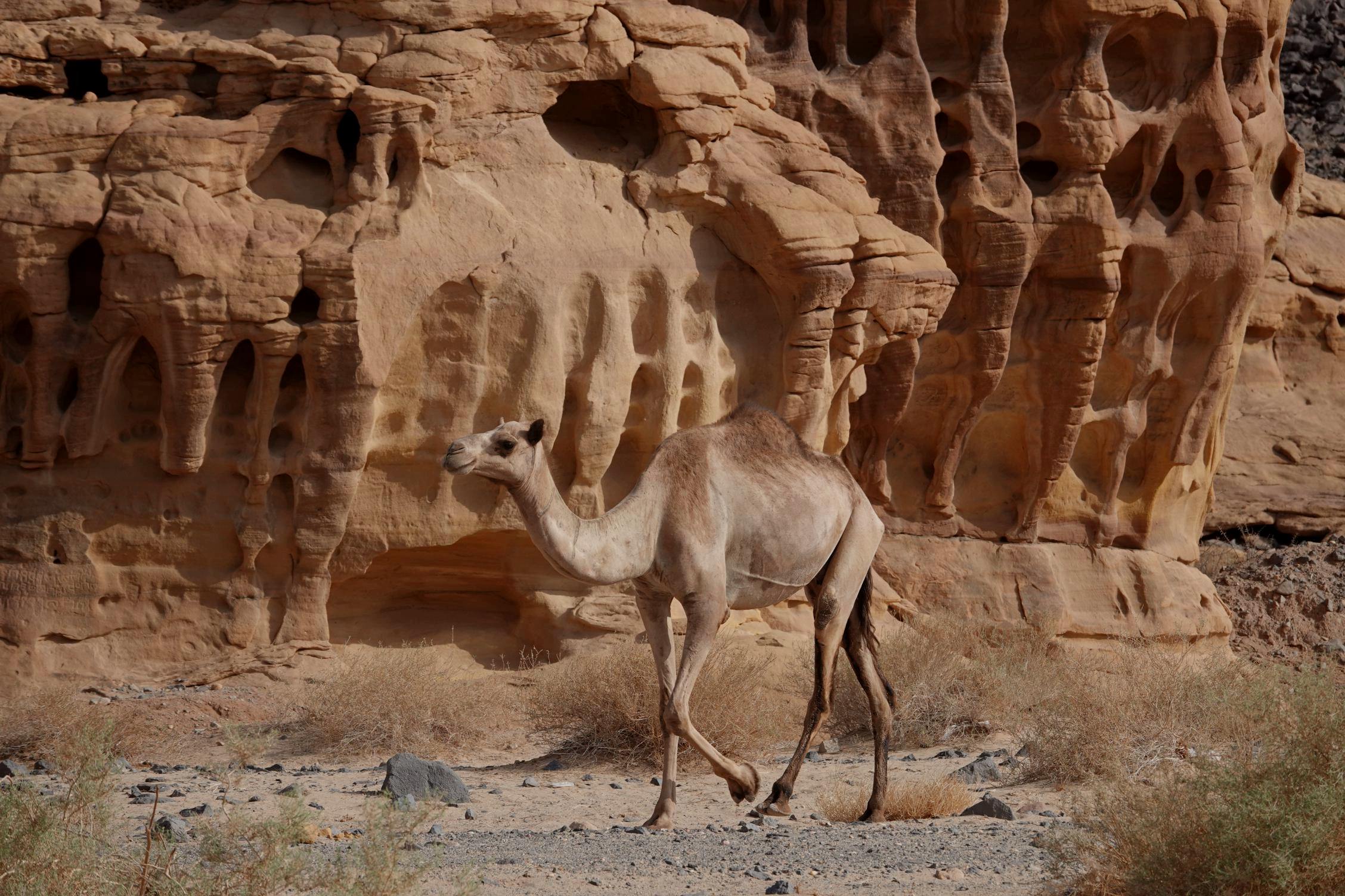 Аль-Ула и Мадаин Салех